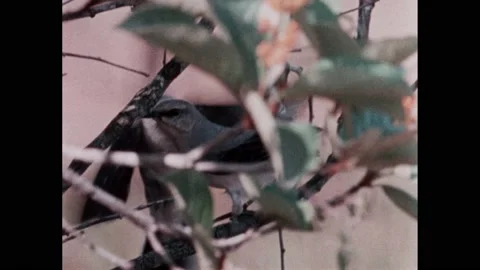 1990s: A small fox climbs up a tree. Birds flutter their wings in the branches. Video stock 224312963