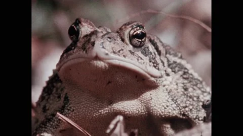 1990s: A toad hops along a carpet of dead leaves. The face of a toad. A cricket Stock Footage 224312868
