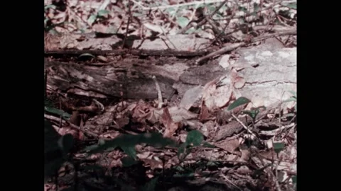 1990s: A turtle waddles over a carpet of dead leaves. Carpenter ants crawl over Stock Footage 224312883