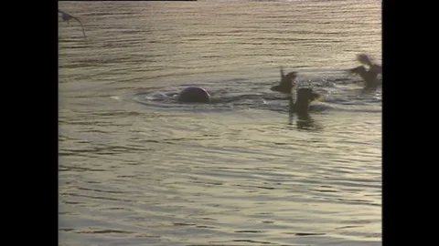 1990s: Water.  Birds float and fly.  Sea lion. Video stock 128452668