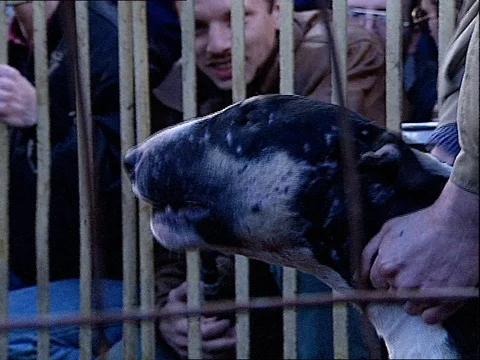1994-Dog Fighting / Fight Dog / Russia Stock Footage