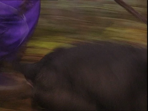 1994-Fight Dog / Training / Russia Stock Footage