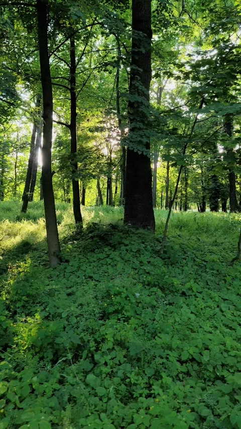 19_Tranquil Forest with Sunlight Filtering Through Tall Trees Video stock 289344958
