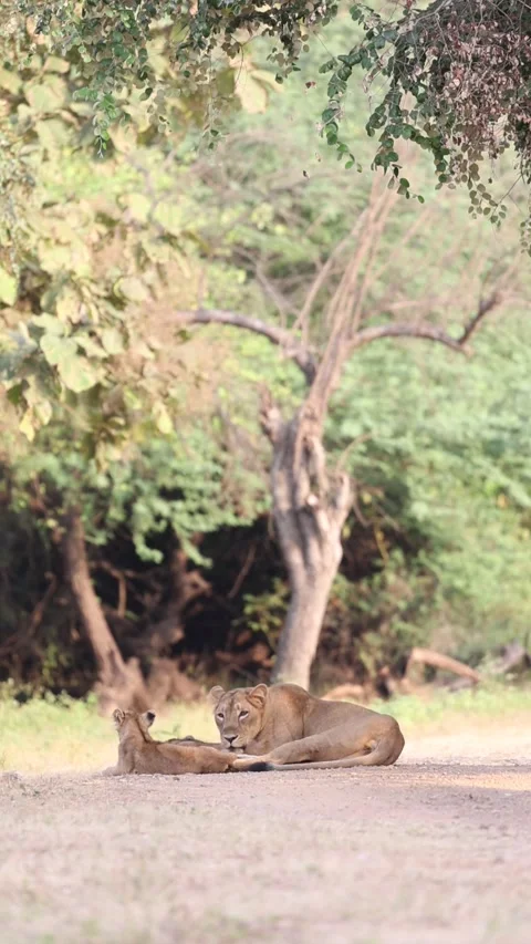 1R4A3955 库存影片 311730289