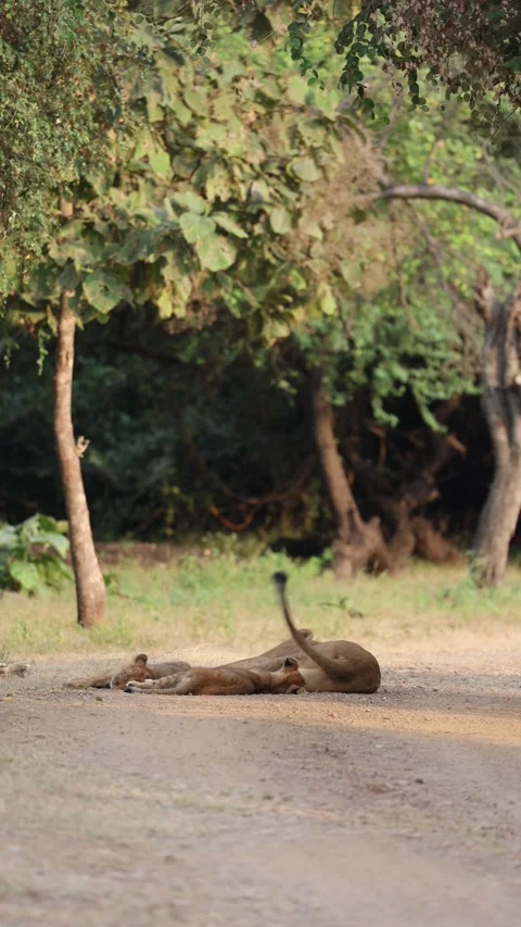 1R4A4020 库存影片 311730610