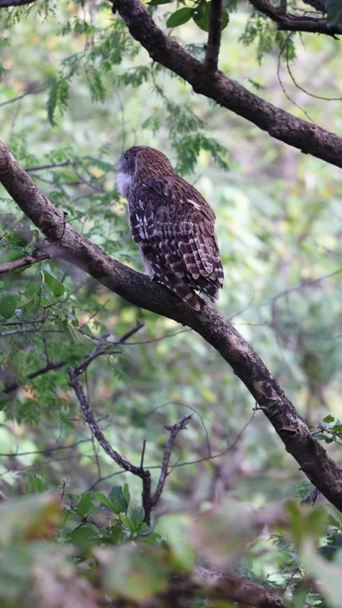 1R4A4047 Stock Footage 311730594