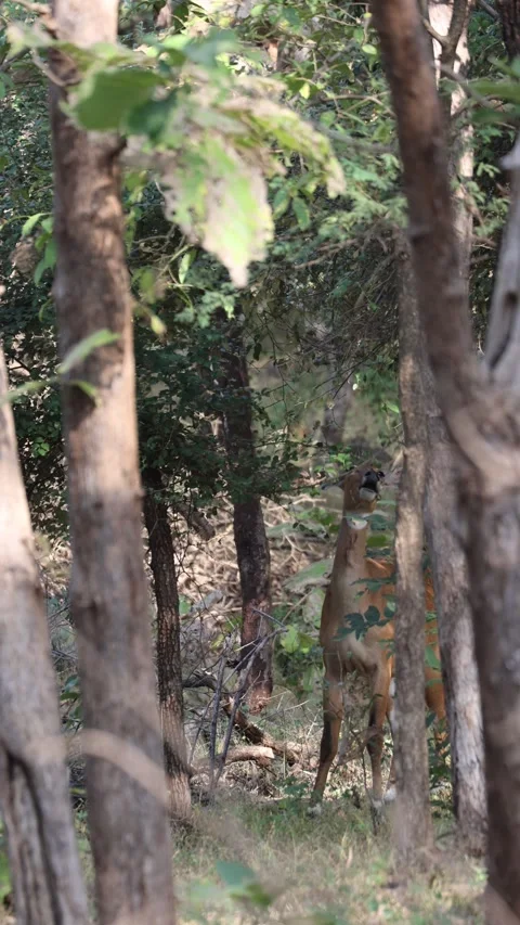 1R4A4087 Stock Footage 311730676