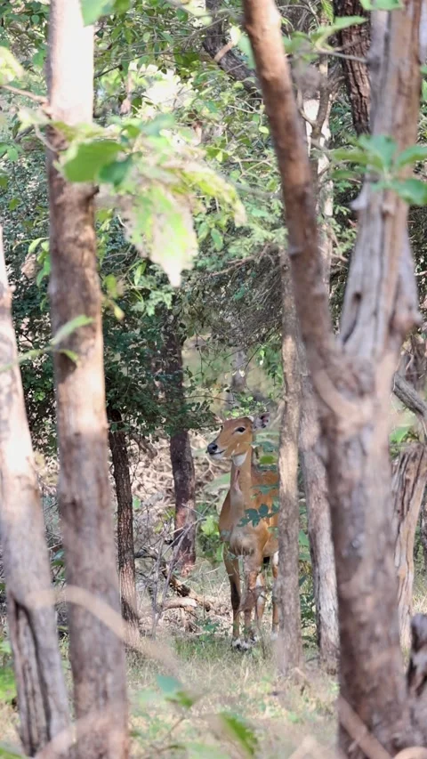 1R4A4088 1 库存影片 311730630