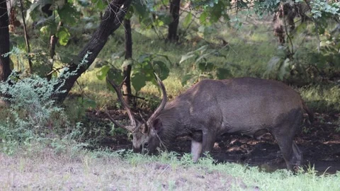 1R4A4881 Stock Footage 311731083