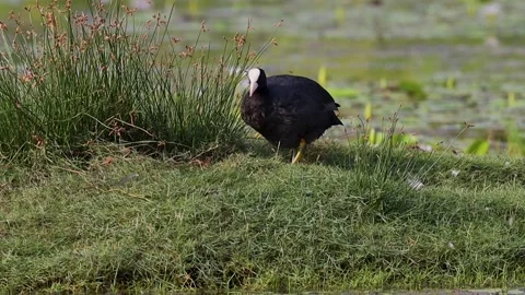 1R4A7209 1 (2) 库存影片 311730770