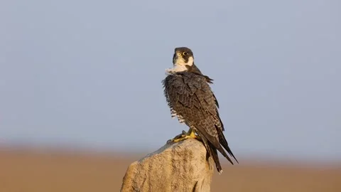 1R4A7209 1 库存影片 311730798