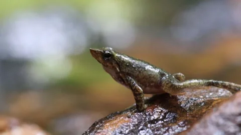 1R4A7209 13 库存影片 311731073