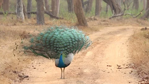 1R4A7209 15 库存影片 311731153