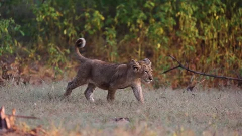 1R4A7209 16 库存影片 311731149