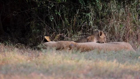 1R4A7209 17 库存影片 311731148