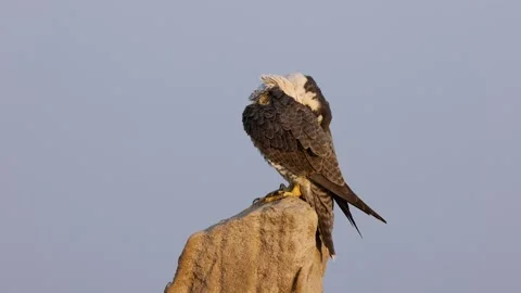 1R4A7209 2 库存影片 311730897