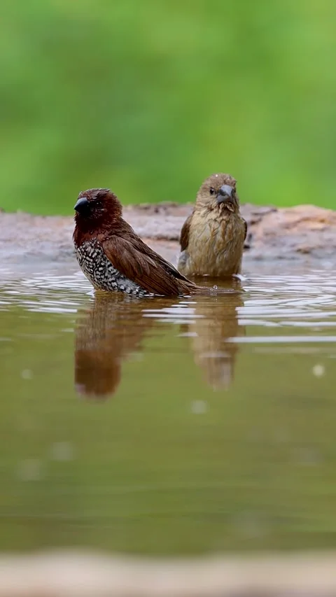 1R4A7209  (3) 库存影片 311730689