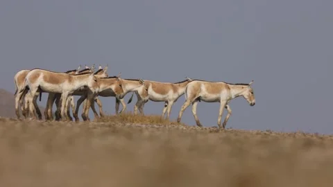 1R4A7209 3 Stock Footage 311730907