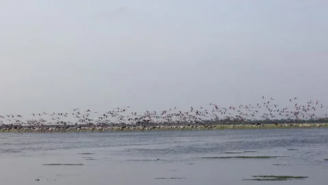 1R4A7209  (4) 库存影片 311730768