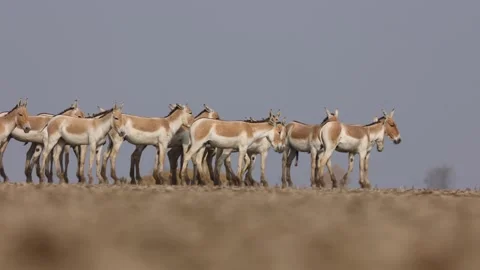 1R4A7209 4 Stock Footage 311730942