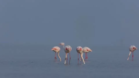 1R4A7209  (5) 库存影片 311730859