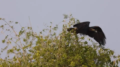 1R4A7209 5 库存影片 311730895