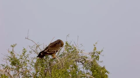 1R4A7209 6 库存影片 311730952