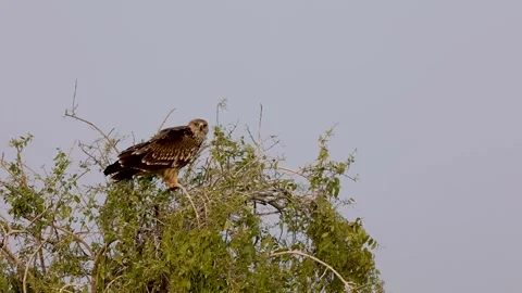 1R4A7209 7 Stock Footage 311730943