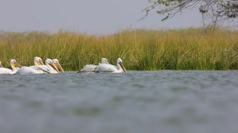 1R4A7209 8 库存影片 311731042