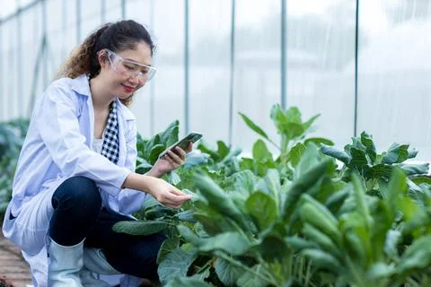 1Scientist using Smart Phone. Scientist work at Vegetable Garden Lab site	 Stock Photos