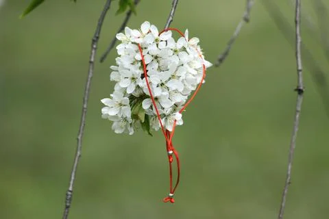 1st of March martisor red string on a flowering tree closeup view with blurre Stock Photos