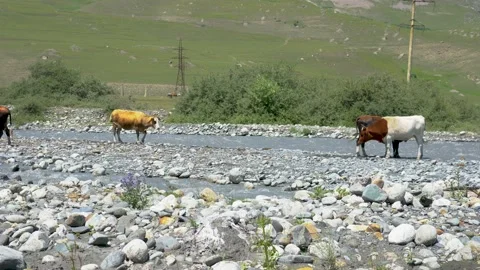 1Z C0137 14 Video stock 170283610