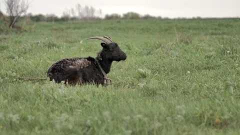 1Z farming 005 Video stock 112199865