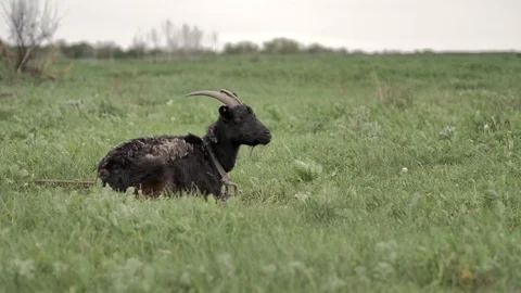 1Z farming 006 Stock Footage 112200031