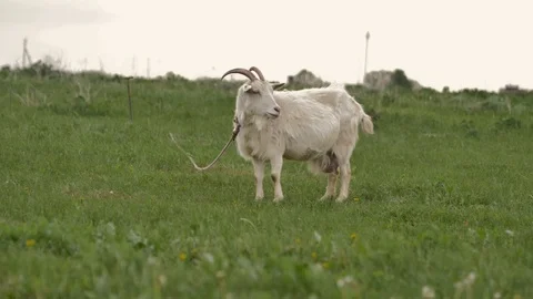 1Z farming 012 Stock Footage 112200906