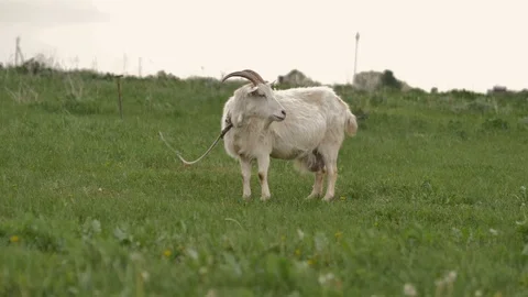 1Z farming 013 Stock Footage 112201066