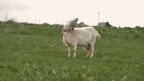 1Z farming 014 Video stock 112201188