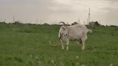 1Z farming 018 Stock Footage 112201597