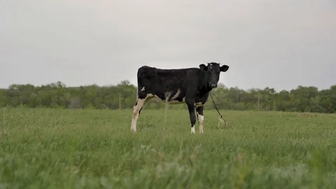 1Z farming 034 Stock Footage 112203375