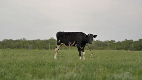 1Z farming 035 Stock Footage 112203513