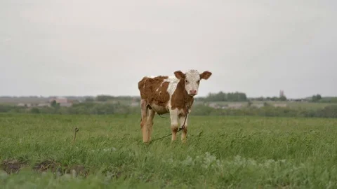 1Z farming 040 Stock Footage 112203913