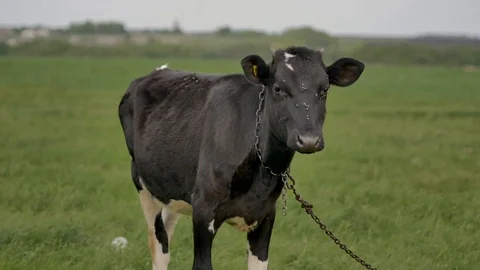1Z farming 042 Stock Footage 112204317