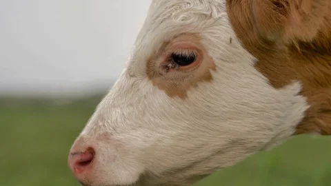 1Z farming 052 Stock Footage 112205178