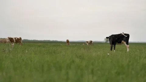 1Z farming 054 Stock Footage 112205407