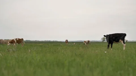 1Z farming 055 Stock Footage 112205495
