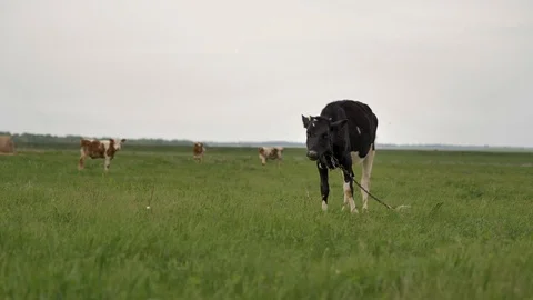 1Z farming 059 Stock Footage 112205866