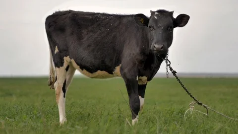 1Z farming 061 Video stock 112206237