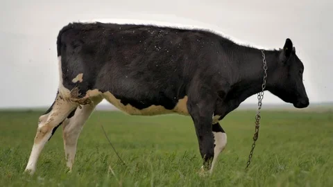 1Z farming 062 Stock Footage 112206433