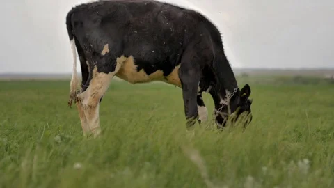 1Z farming 063 Stock Footage 112206755