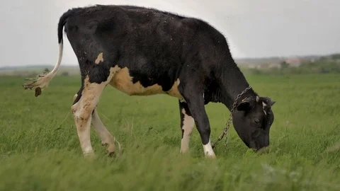 1Z farming 064 Video stock 112206909